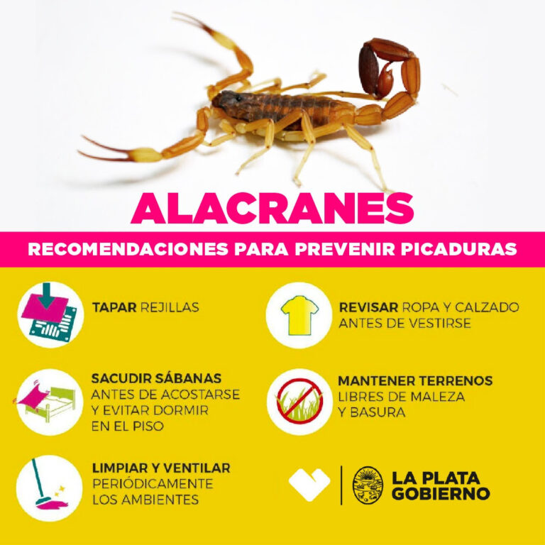 Alacranes: los pasos a seguir frente a una picadura