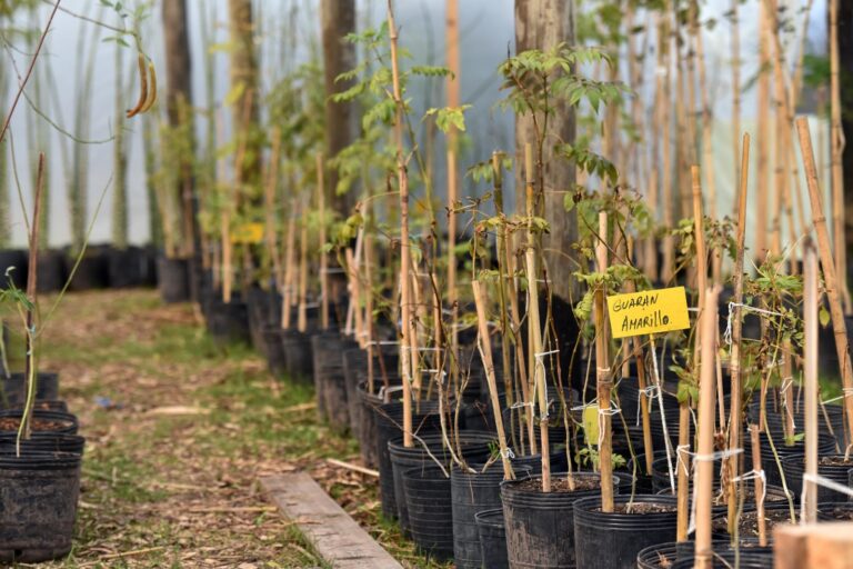 Entregaremos miles de árboles nativos en el Parque Ecológico