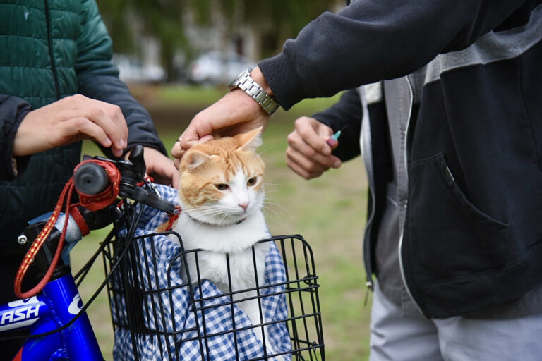 Extendemos la campaña gratuita de vacunación veterinaria