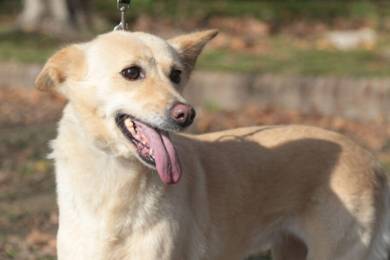 Nueva semana de vacunación veterinaria gratuita en varios puntos de La Plata