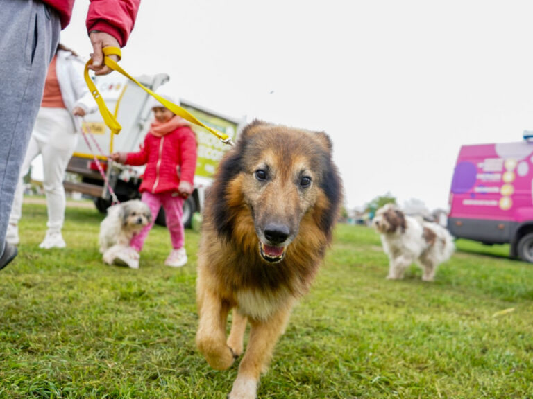 Jornadas de vacunación veterinaria a diferentes barrios de La Plata