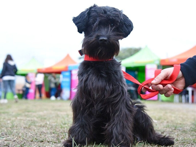 Llega a La plata una nueva semana de atención veterinaria…