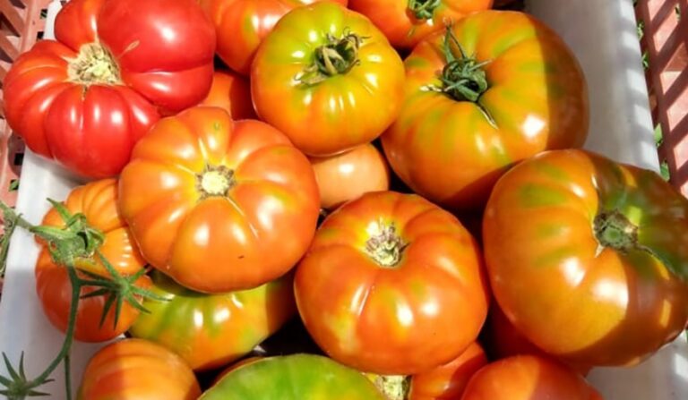 El próximo 3 de febrero se llevará a cabo en La Plata la 19° Fiesta del Tomate Platense