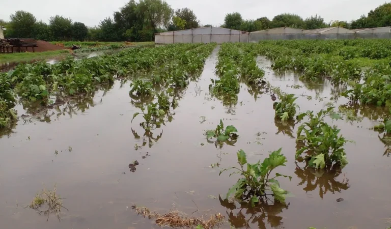 Productores de La Plata y la región cortan un acceso clave en La Plata