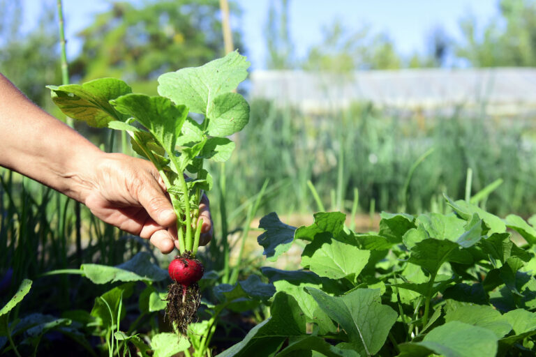 Abrió la inscripción al curso gratuito de huerta orgánica en La Plata