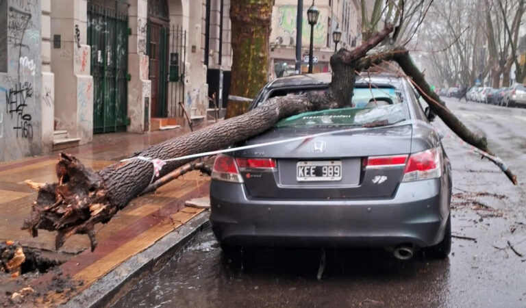 La tormenta de Santa Rosa tiró abajo un árbol en La Plata y un auto terminó destruido